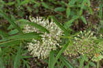 Green milkweed